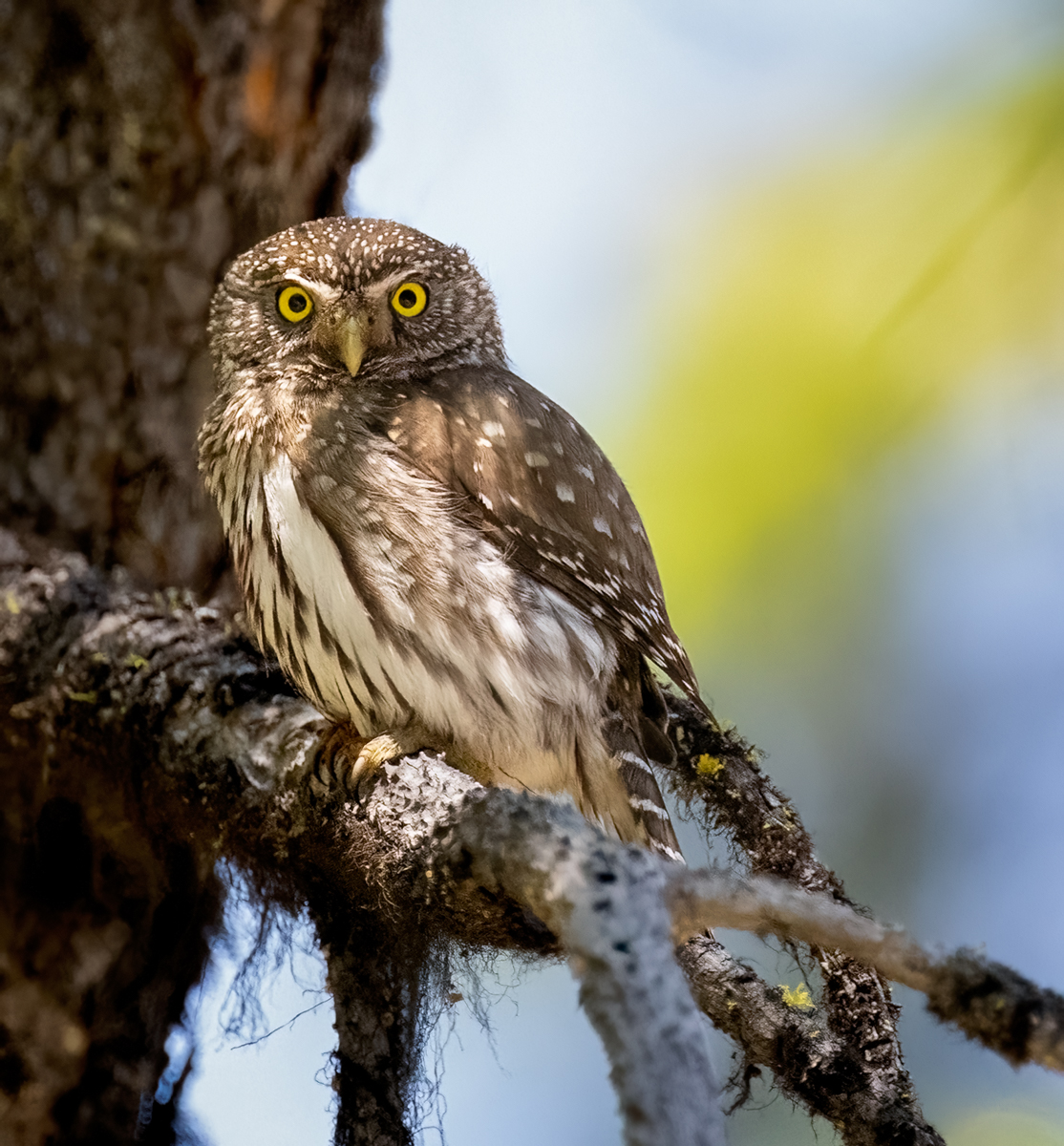 Northern Pygmy Owl - Owen Deutsch Photography