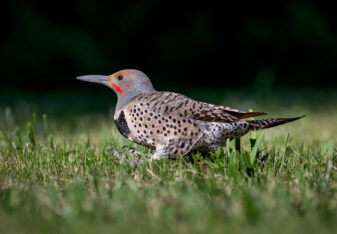 Northern Flicker Red-shafted