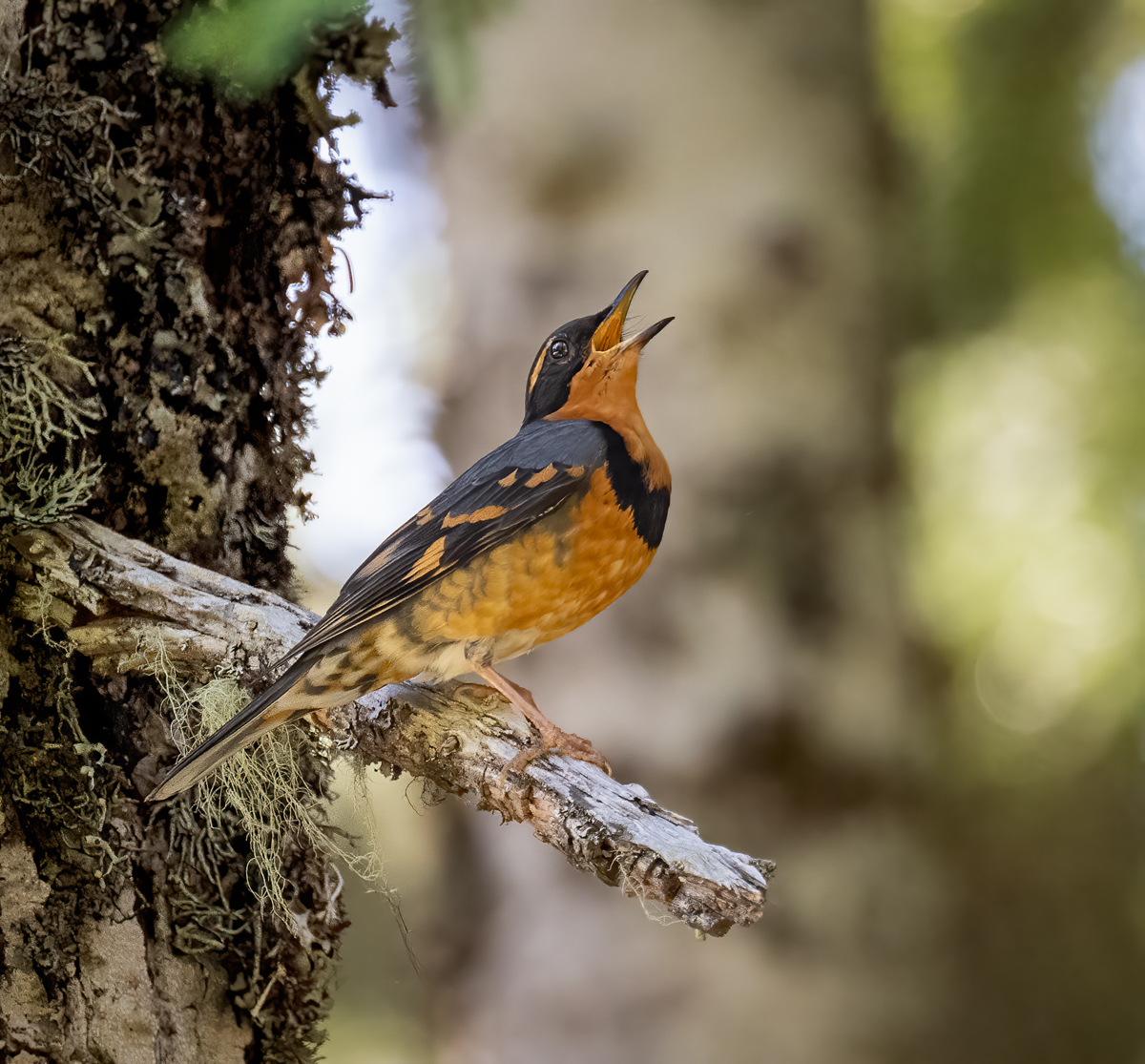 Varied Thrush - Owen Deutsch Photography