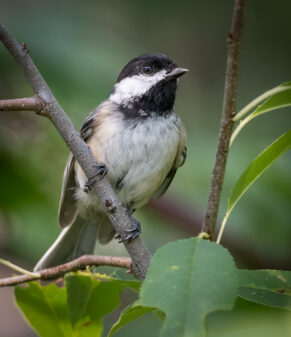 Black-capped Chickadee