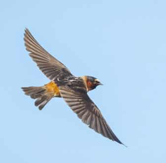 Cliff Swallow