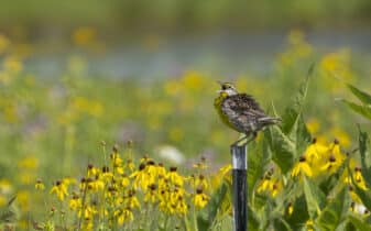 Eastern Meadowlark