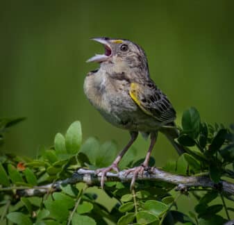 Grasshopper Sparrow