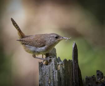 Northern House Wren