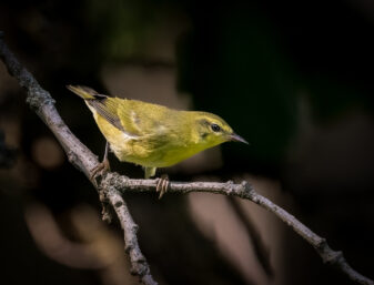 Tennessee Warbler