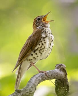 Wood Thrush
