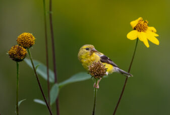 American Goldfinch