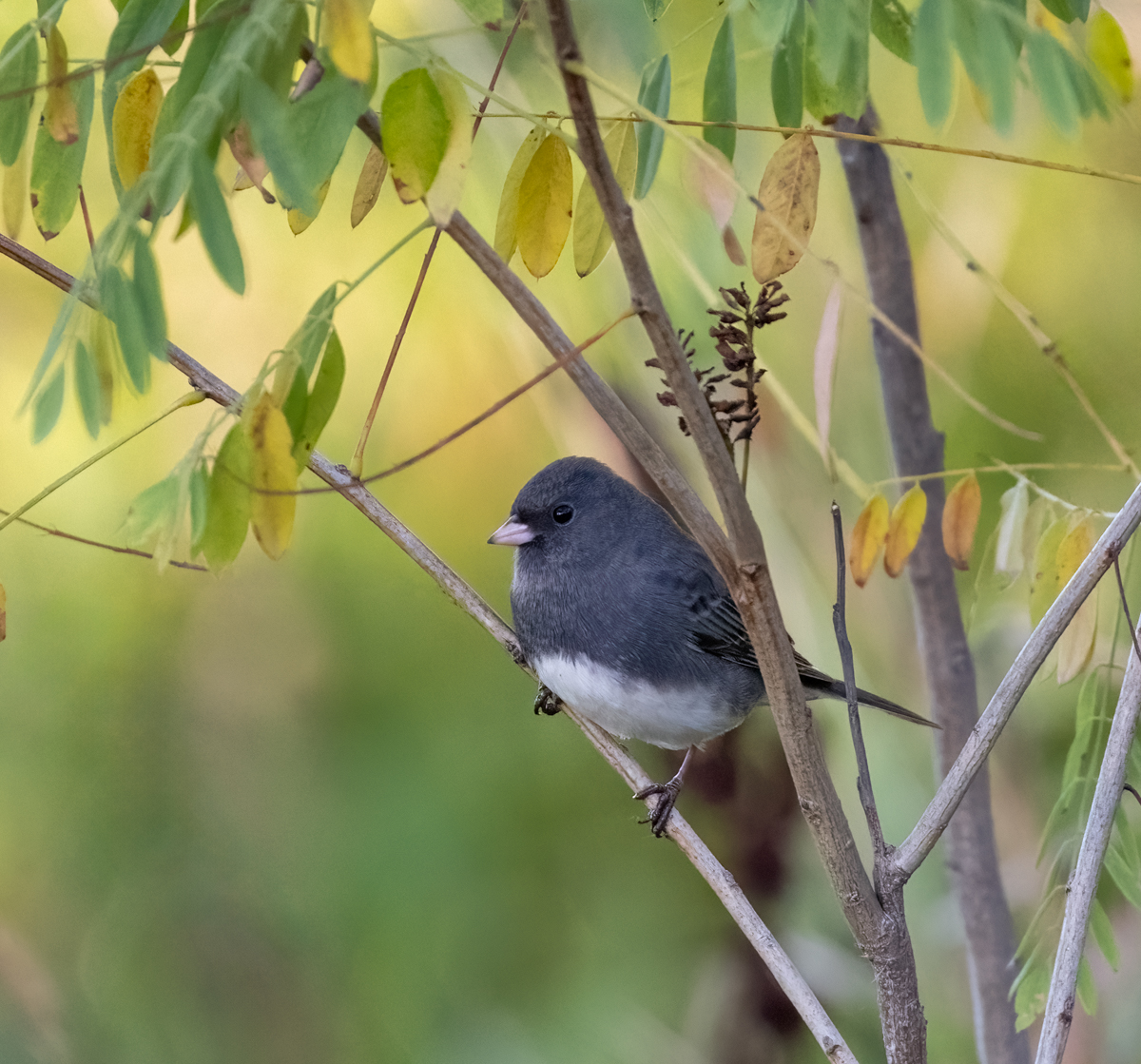 Dark-eyed Junco | Passerine | Bird Watching