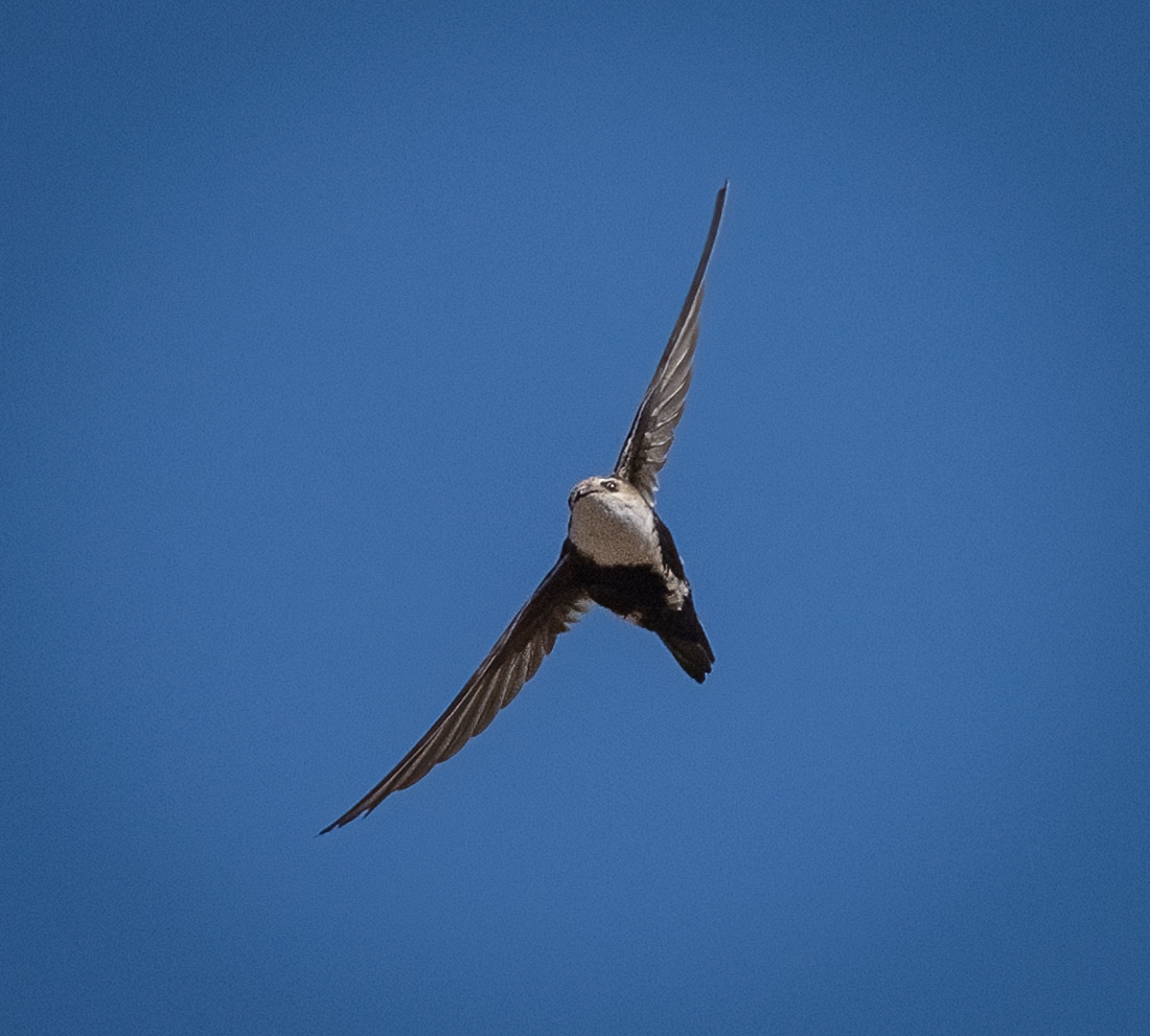 I Am the Black Swift and the Black Swift Is Me: An Abstract Musing On a Mysterious Bird