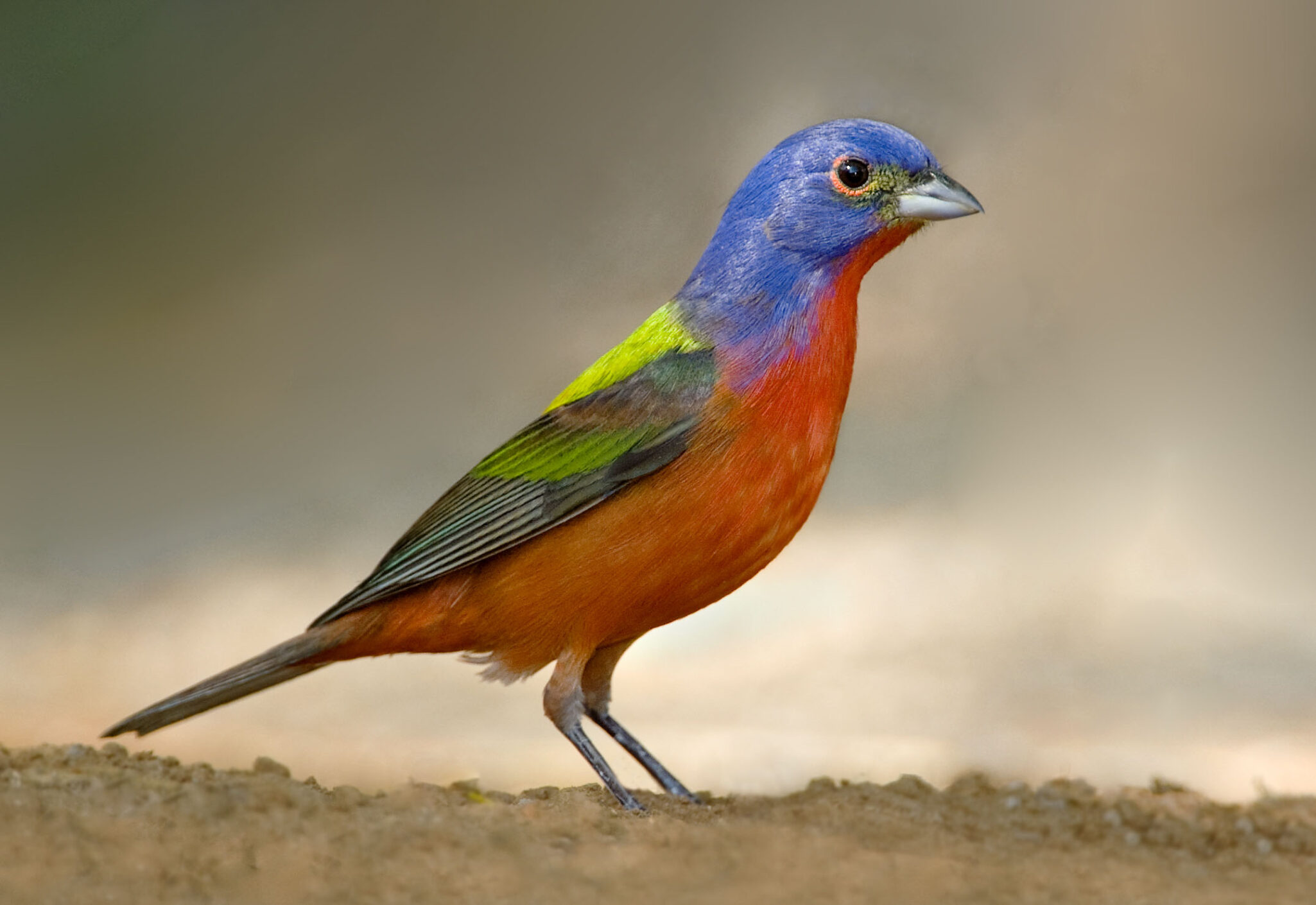 A Coat of Many Colors - Multi-Colored Plumage in Birds
