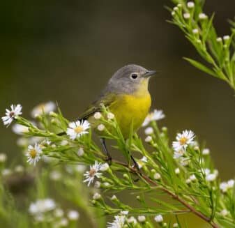 Nashville Warbler