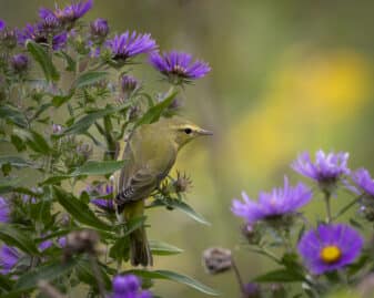 Tennessee Warbler