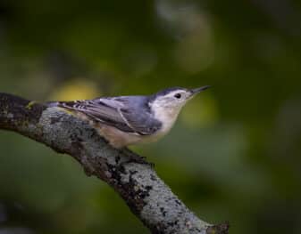 White-breasted Nuthatch