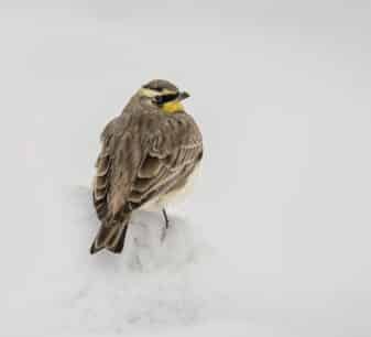 Horned Lark