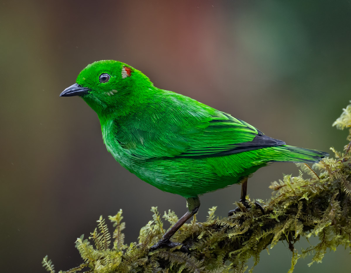 Bird Plumage Colors: The Enchantment of Green