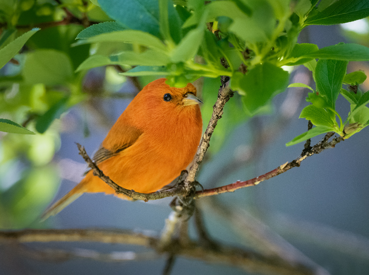 Saving the Forest Birds of Hawaii
