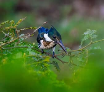 Amazon Kingfisher