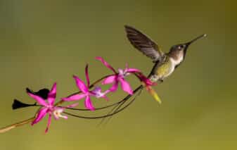 Marvelous Spatuletail