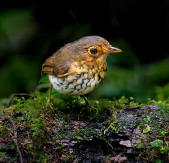 Ochre-breasted Antpitta