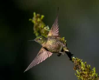 Tyrian Metaltail