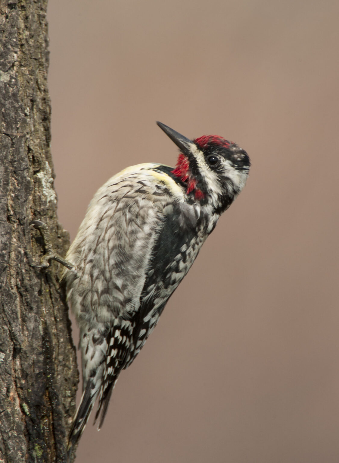 Backyard Birding for a Global Cause - Owen Deutsch Photography