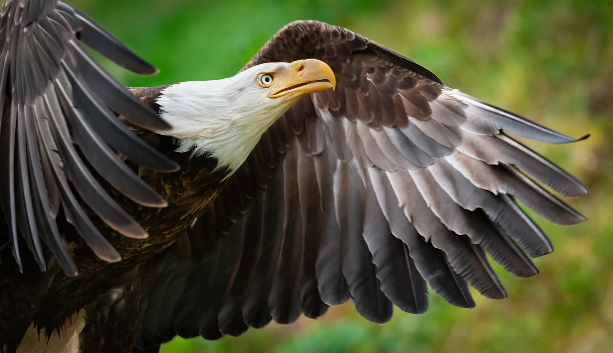Seal of Approval: American Eagle Day