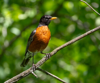 American Robin