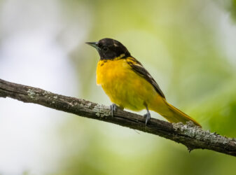 Baltimore Oriole