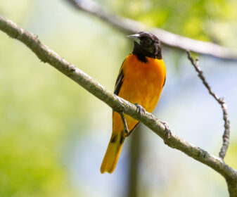 Baltimore Oriole