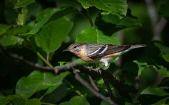 Bay-breasted Warbler