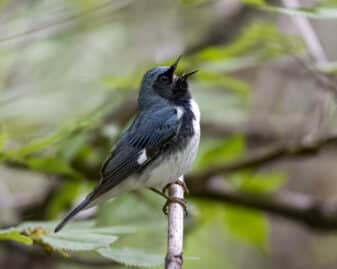 Black-throated Blue Warbler