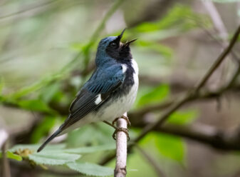 Black-throated Blue Warbler