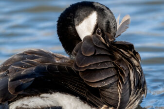 Canada Goose