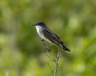 Eastern Kingbird