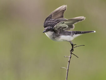 Eastern Kingbird