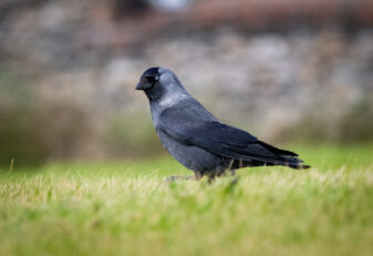 Eurasian Jackdaw