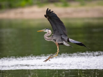 Great Blue Heron