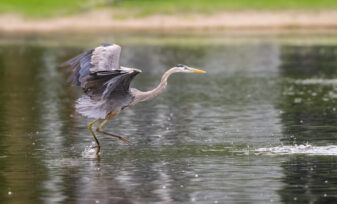 Great Blue Heron