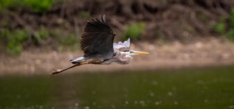 Great Blue Heron