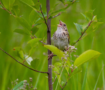 Henslow's Sparrow