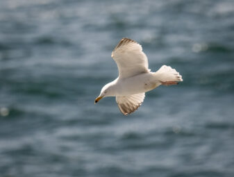 European Herring Gull