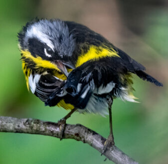 Magnolia Warbler