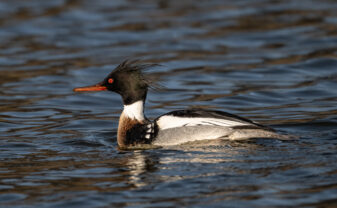 Red-breasted Merganser