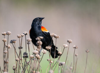 Red-winged Blackbird