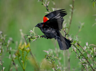 Red-winged Blackbird