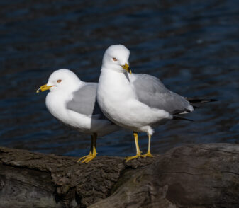 Ring-billed Gull