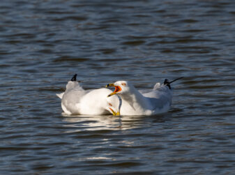 Ring-billed Gull