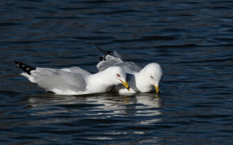 Ring-billed Gull