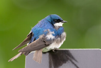 Tree Swallow