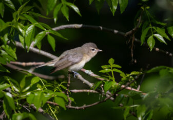 Warbling Vireo